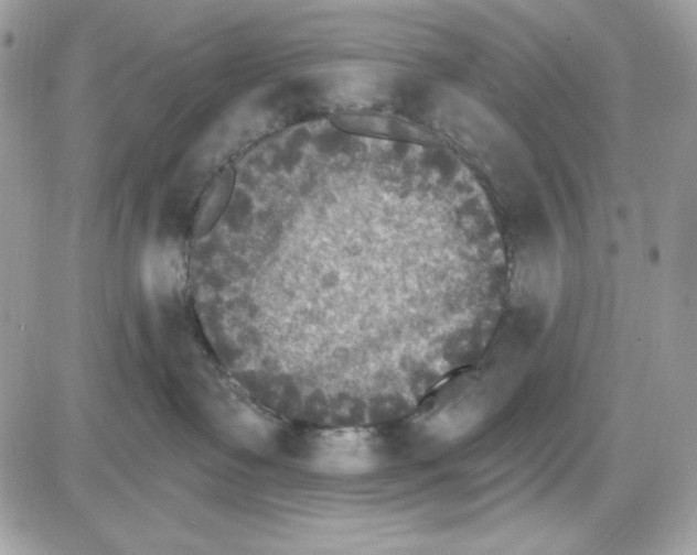 X0000085820335200704132018