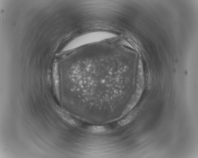 X0000085820361200704132018