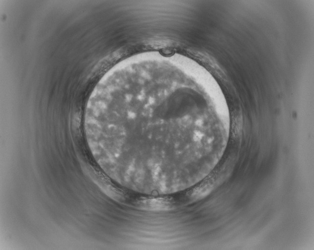 X0000085820365200704132018