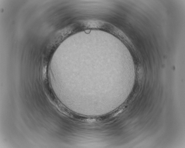 X0000085820406200704132017