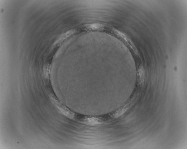 X0000085820423200704132017