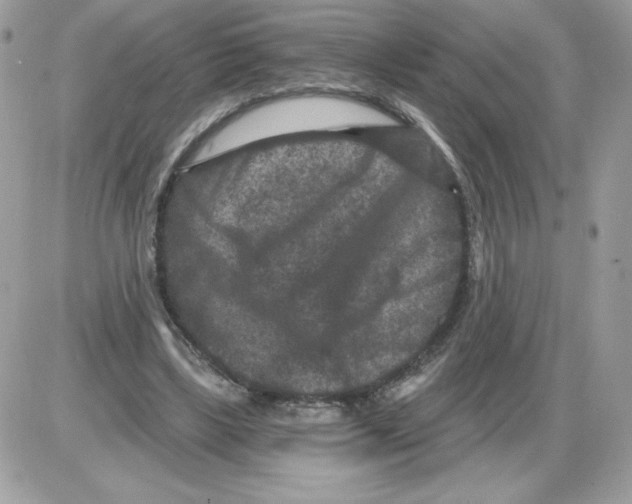 X0000085820443200704132016