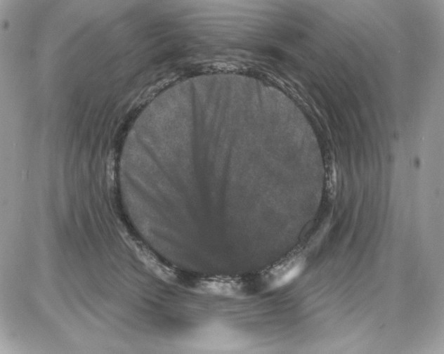 X0000085820466200704132016