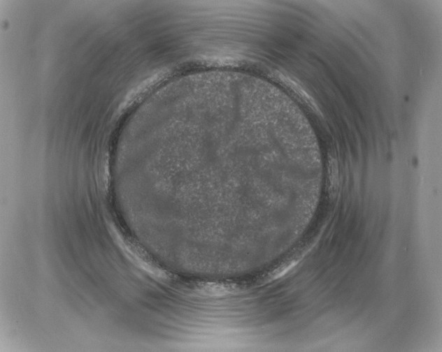 X0000085820494200704132016