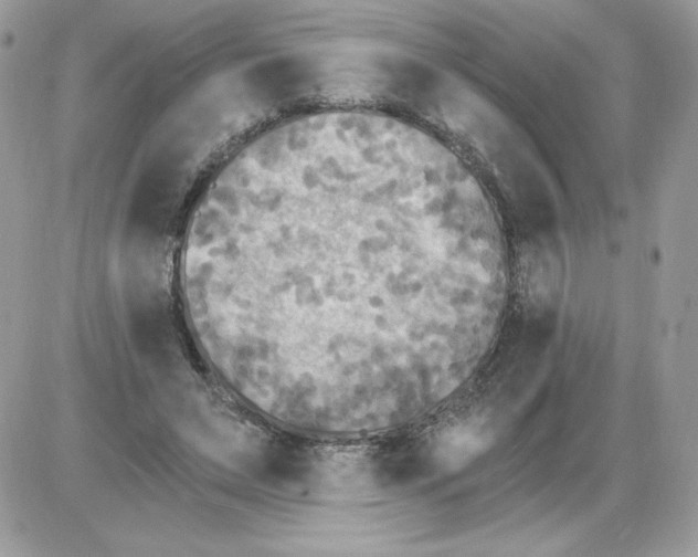 X0000085820495200704132016