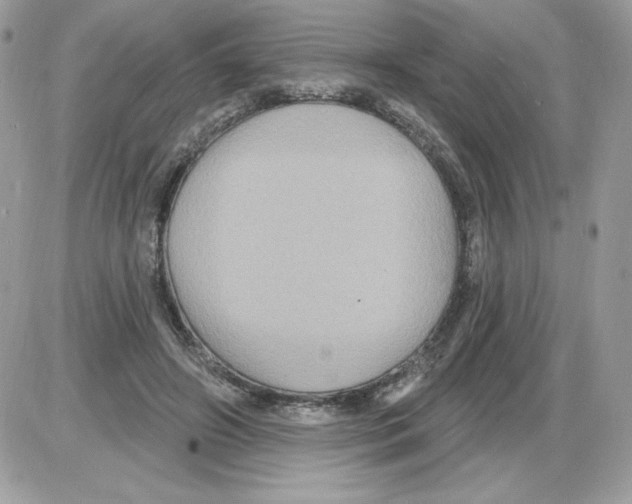 X0000085820498200704132015