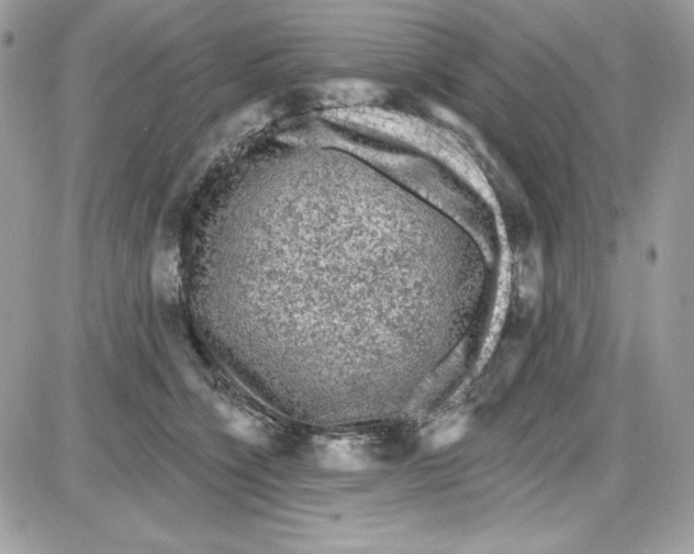 X0000085820564200704132015