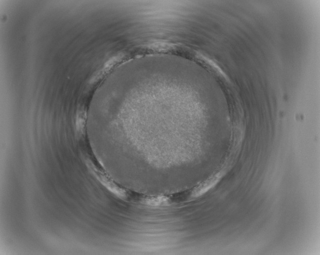 X0000085820576200704132015