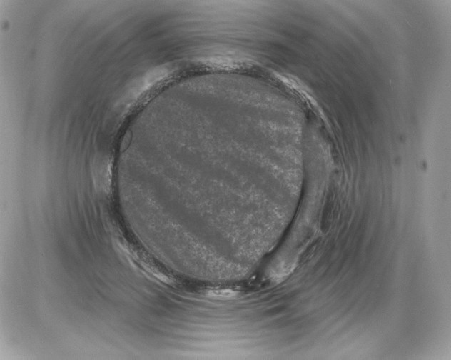 X0000085820596200704132014