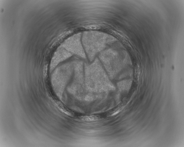 X0000085820652200704132013