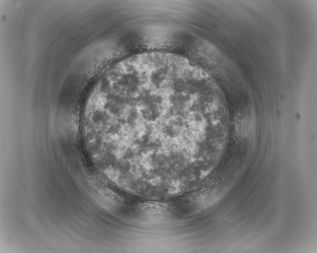 X0000085820691200704132012
