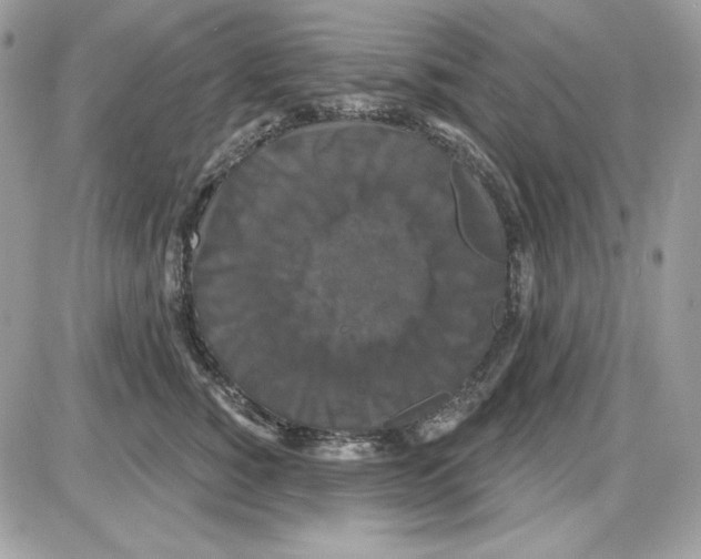 X0000085820760200704132012