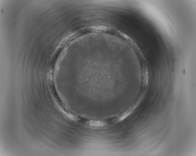 X0000085820766200704132012