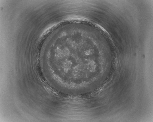X0000085820775200704132011