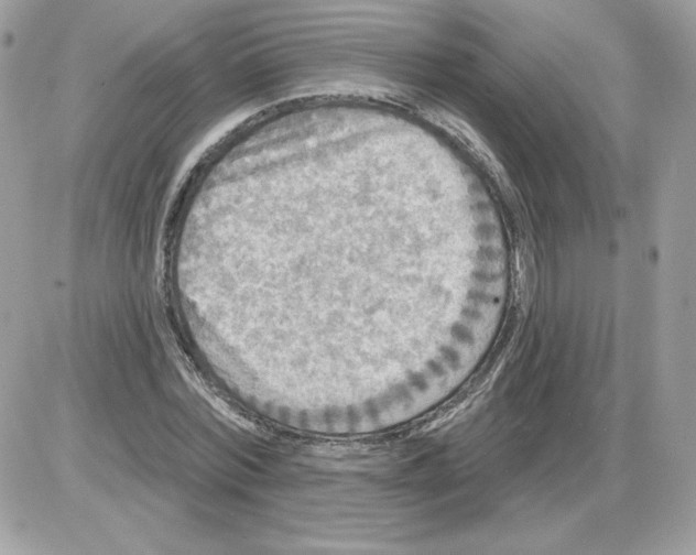 X0000085820780200704132011