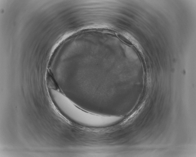 X0000085820797200704132011
