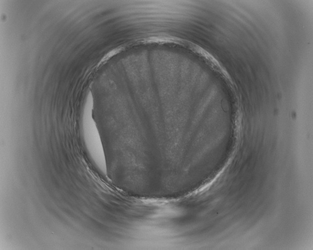 X0000085820825200704132010