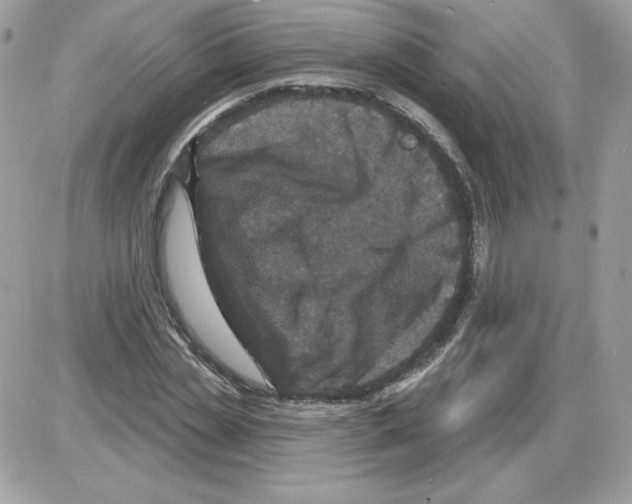 X0000085820829200704132010