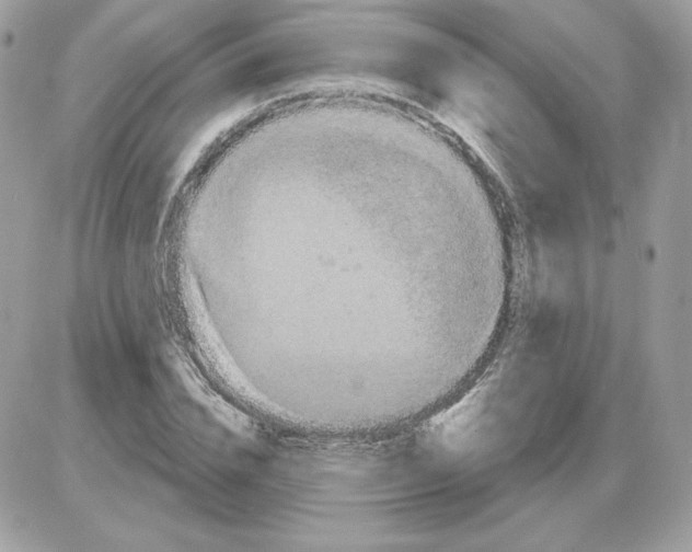 X0000085820832200704132010