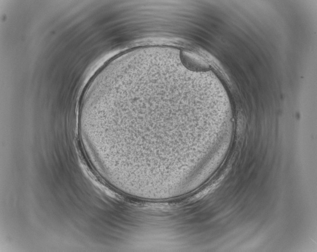 X0000085820844200704132010