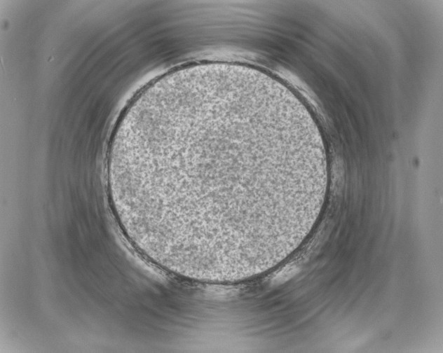 X0000085820848200704132010