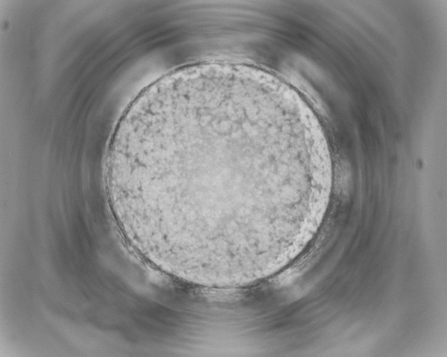 X0000085820856200704132010