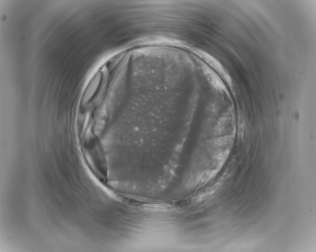 X0000085820863200704132010