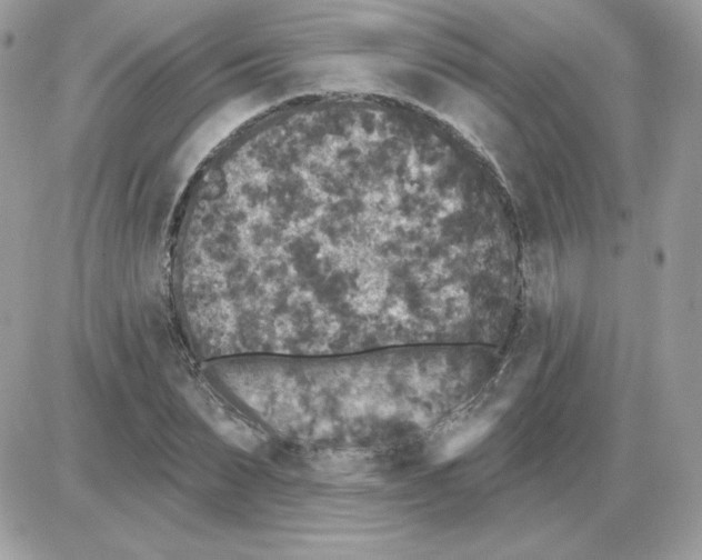 X0000085820879200704132009