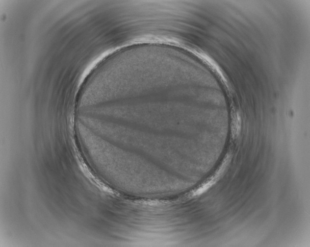 X0000085820896200704132009