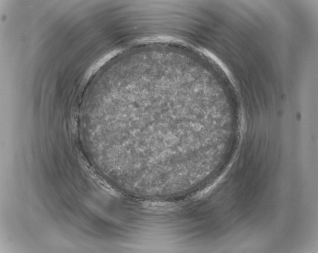 X0000085820921200704132008