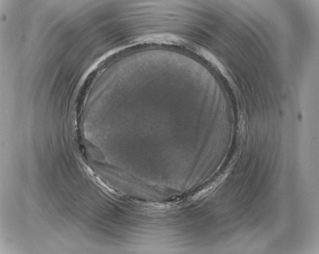 X0000085820923200704132008
