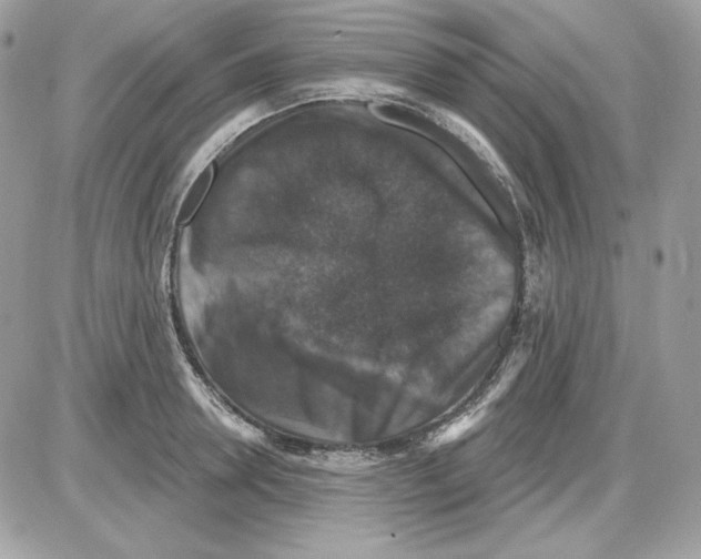 X0000085820946200704132008
