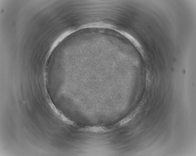 X0000085820998200704132007