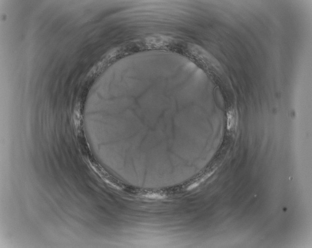 X0000085821011200704132006