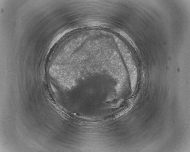 X0000085821023200704132006