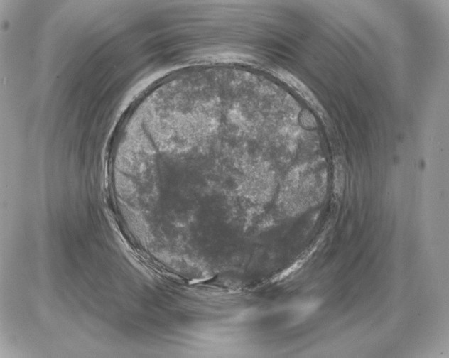 X0000085821031200704132007