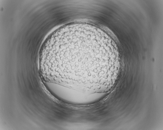 X0000085821036200704132007