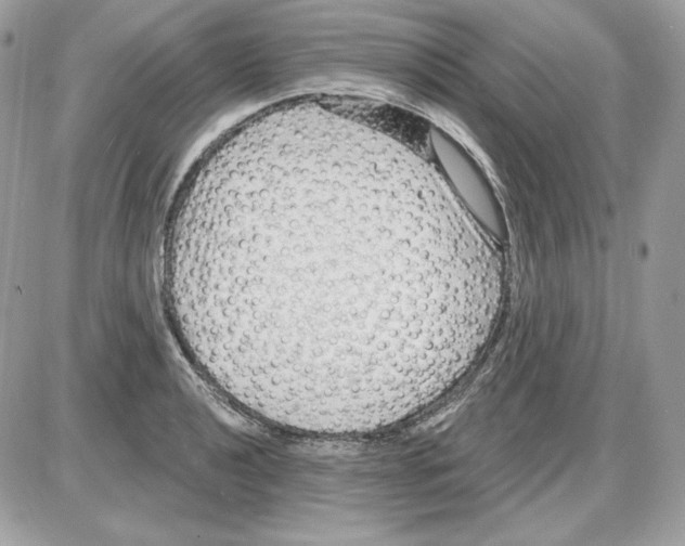 X0000085821040200704132007