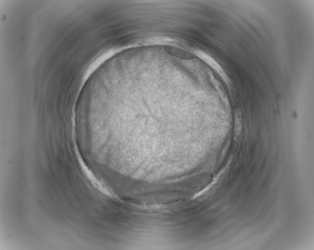 X0000085821047200704132007