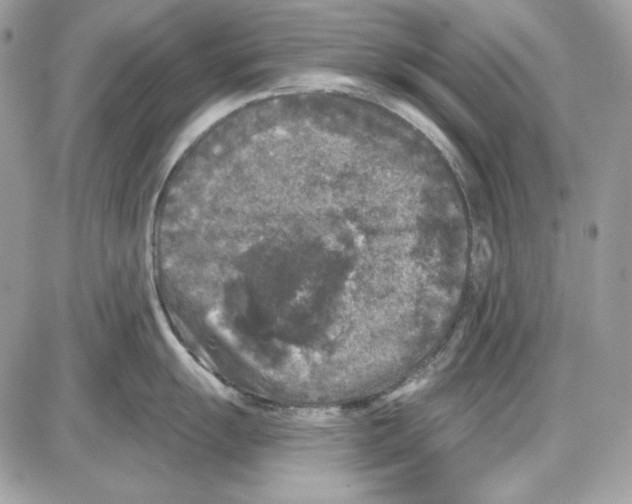 X0000085821055200704132007