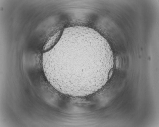 X0000085821059200704132006