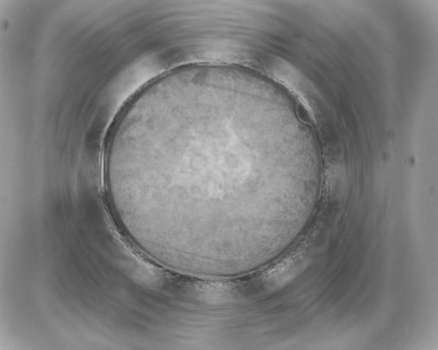 X0000085821079200704132006