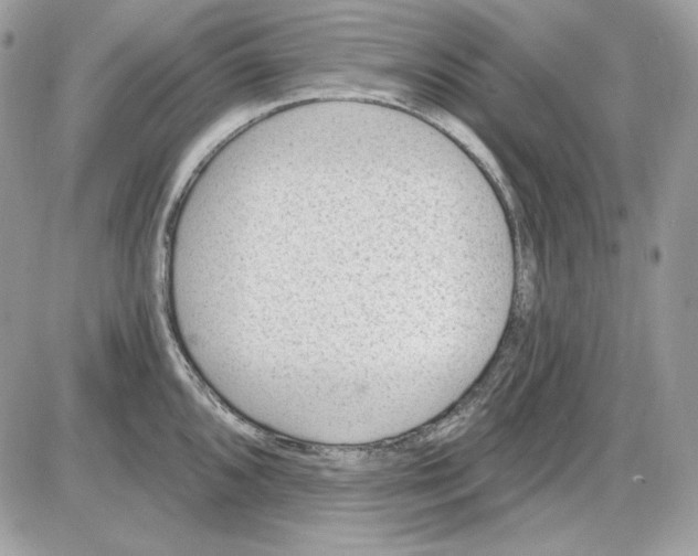 X0000085821096200704132006