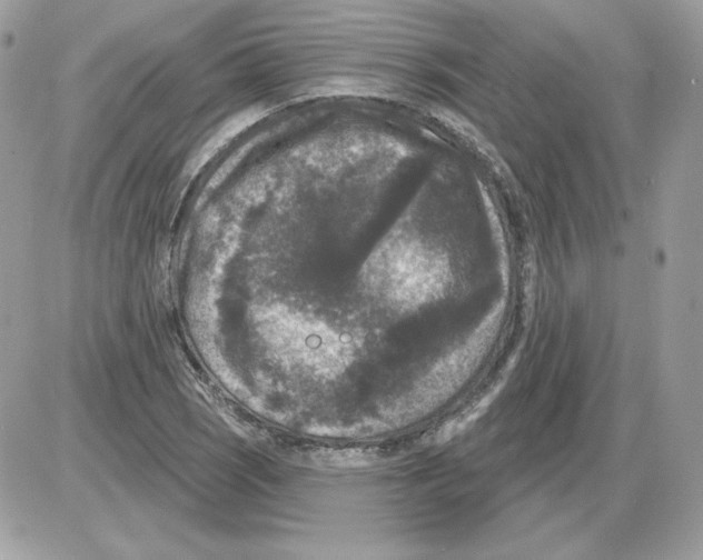X0000085821121200704132005