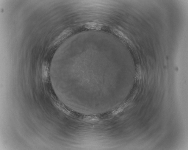 X0000085821154200704132005