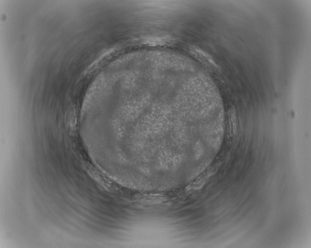 X0000085821158200704132004