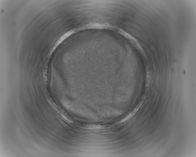 X0000085821170200704132004