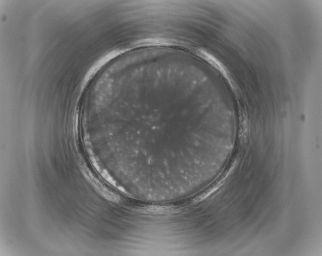 X0000085821179200704132004