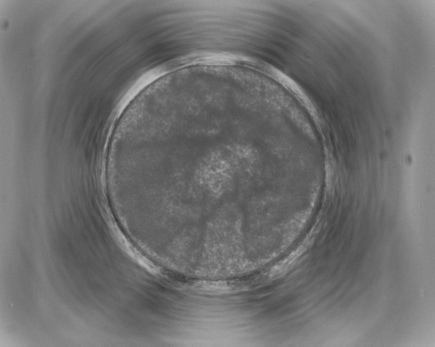X0000085821194200704132004