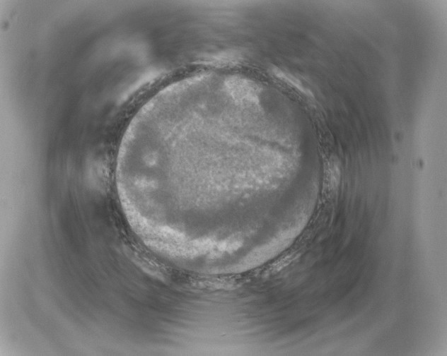 X0000085821254200704132003